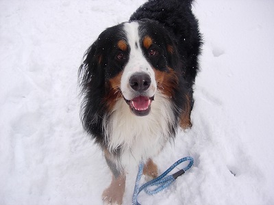 初雪