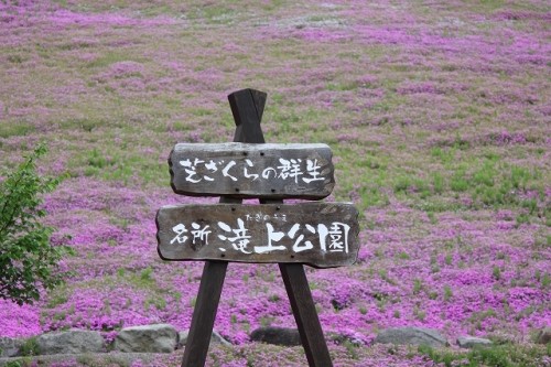 滝上芝桜と上湧別チューリップ・・・のはずが＾＾；