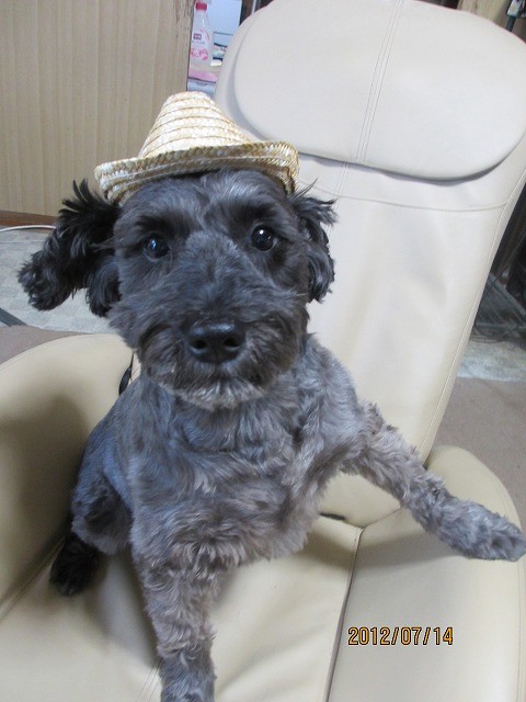 サマーコレクション♪