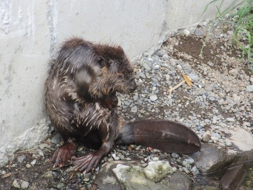 サファリの続きと木下サーカス