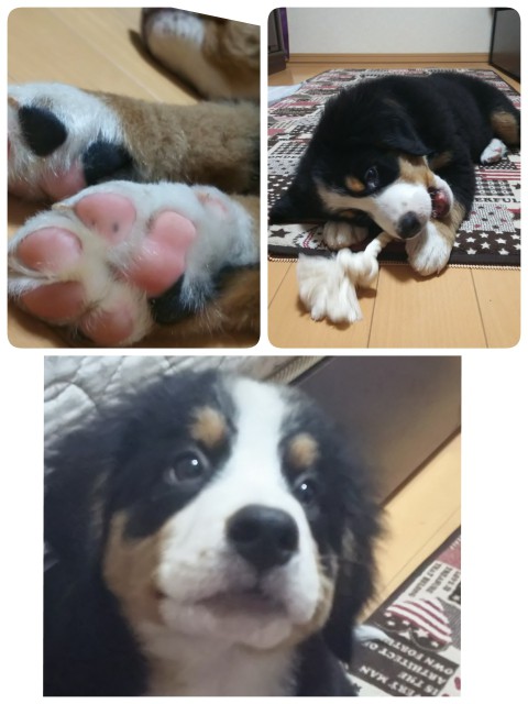 ニューフェイス