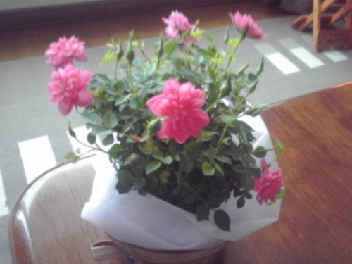 母の日特別割引！