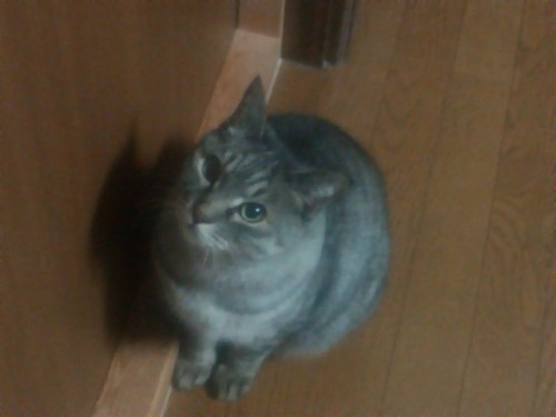 トラです!