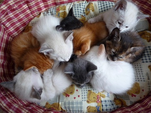 子猫9匹!自己紹介!白グループ