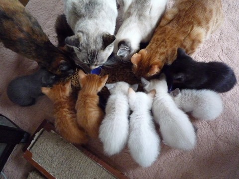 子猫9匹!自己紹介!色柄グループ!