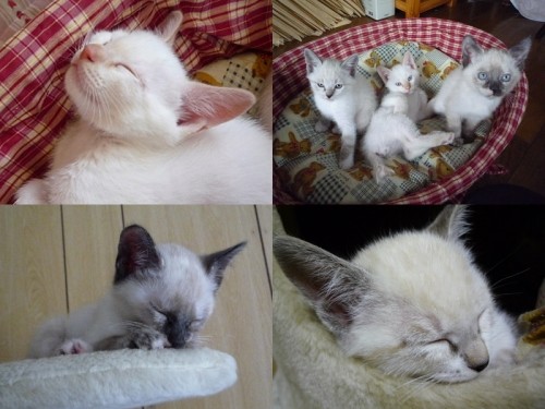 子猫!里親募集は5月25日で終了します