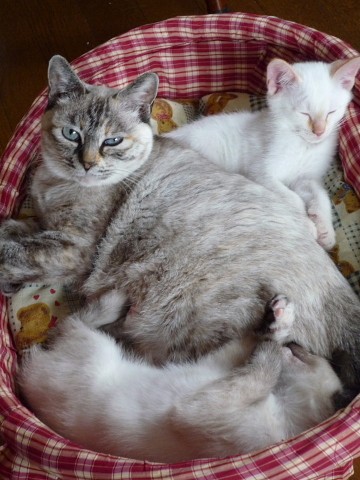今日のいたずら!子猫里親募集中25日まで