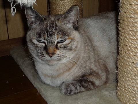母猫 避妊手術してきました