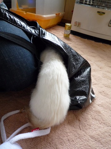 子猫の運命はどうなるのか?