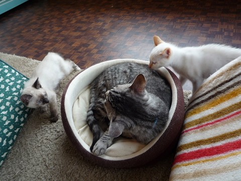 子猫はWishさんにいます! ~猫の健康管理~肛門線のはなし