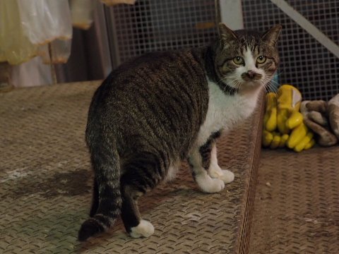 忠犬ハチ公のような猫でした