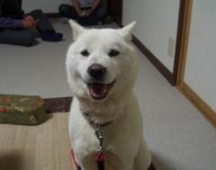 迷子のワンちゃんを探しています！