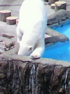 ホッキョクから？