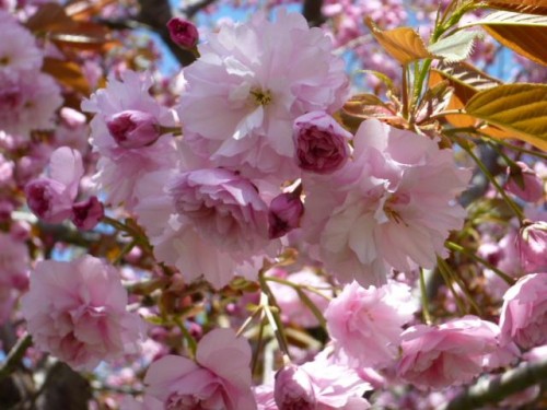 桜「パク リバージョン」