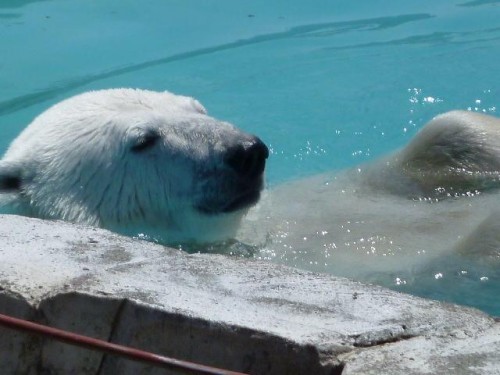 困ってる御婦人