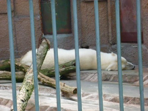 ピリカ、しつこいわよ！