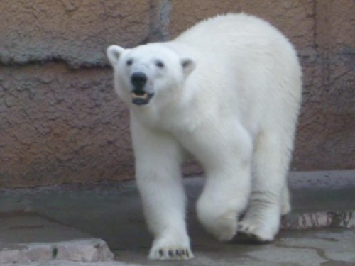 ピリカ予報～東京ばーじょん