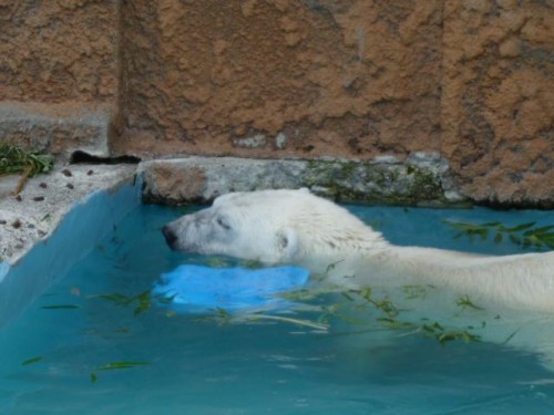 ピリカ予報～兵庫ばーじょん
