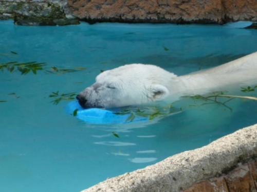 ピリカ姫～母にグチる…の巻