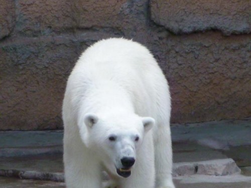 ピリカ姫～母に自慢する…の巻