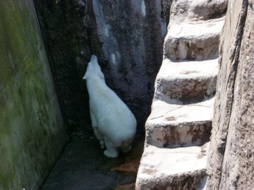 ピリカ予報～( 特別)東京ばーじょん