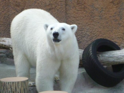 ピリカ予報～( 週間予報)