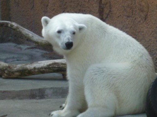 ピリカ予報～( リベンジ編)