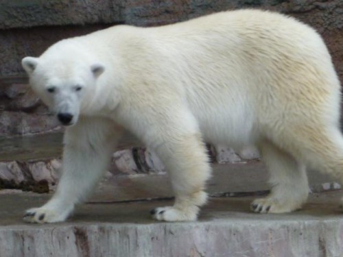 ピリカ予報～( エスカレート編)