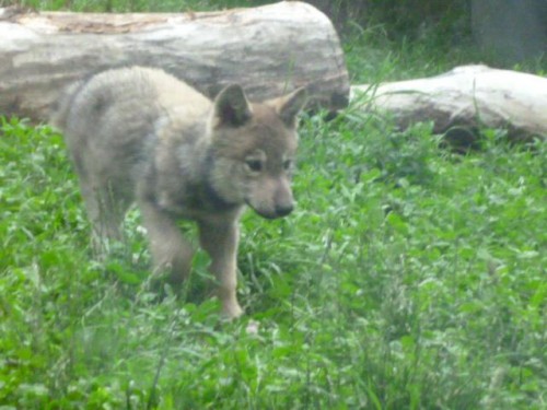 チビッコオオカミちゃん