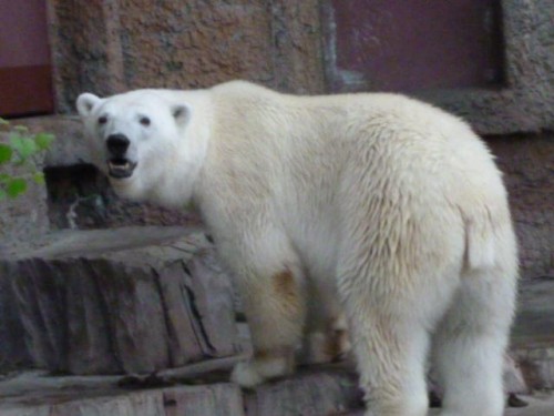 ピリカ予報～( 兵庫ばーじょん)