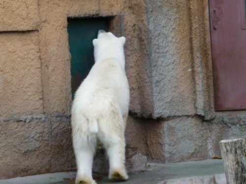 ドンドン係さん①