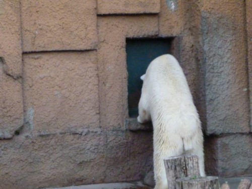 ドンドン係さん②