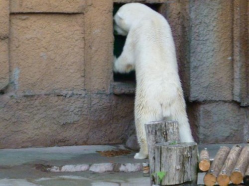 ドンドン係さん③