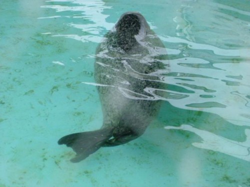 ゴマフアザラシ