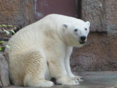 今日は登場なかったわ