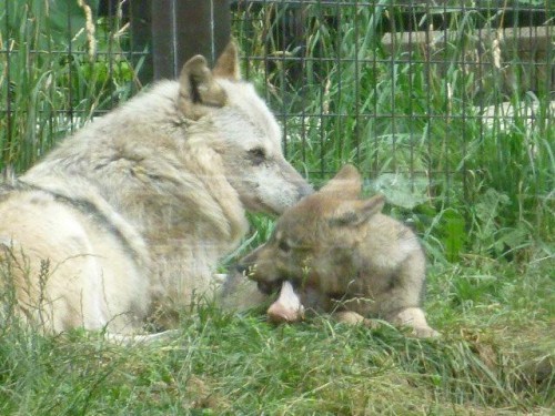今日は【オオカミday 】