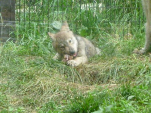 オオカミ＆オオカミ