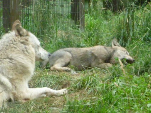 オオカミ？大神？