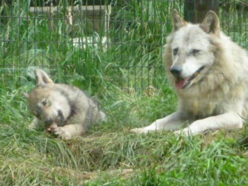 オオカミ祭り～最終章～