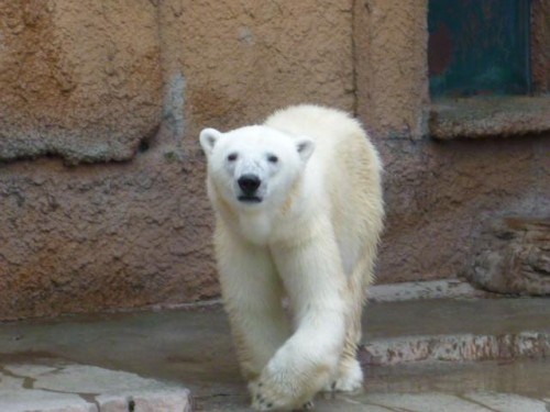 バックヤード…