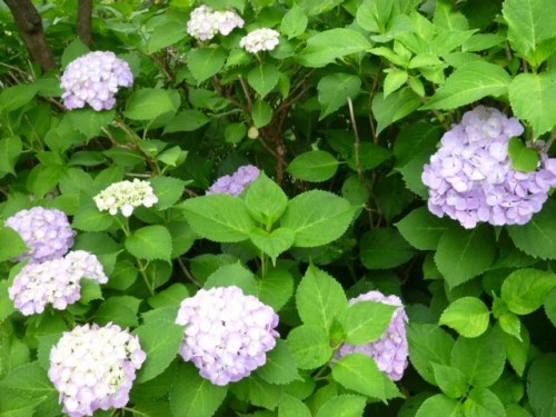 紫陽花