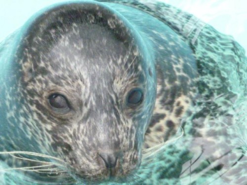 ゼニガタさん家