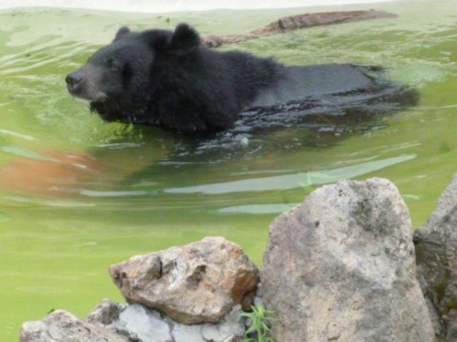 トモさんかミナミさん