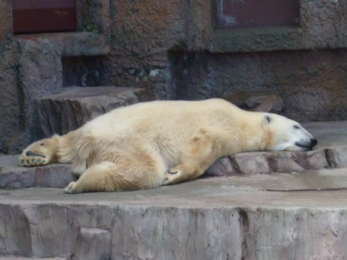 本日のピリカ姫