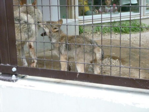 大きくなったよ～