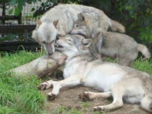 家族でもみくちゃ( 笑)