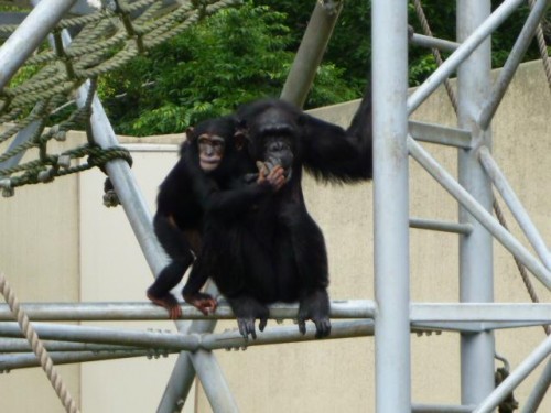 ようこそ！チンパの世界へ