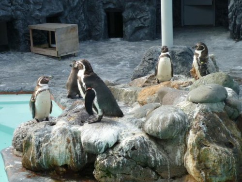 ようこそ！ペンギンの世界へ
