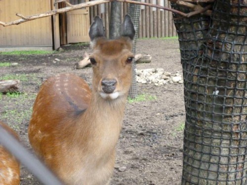 ようこそ！エゾシカの世界へ