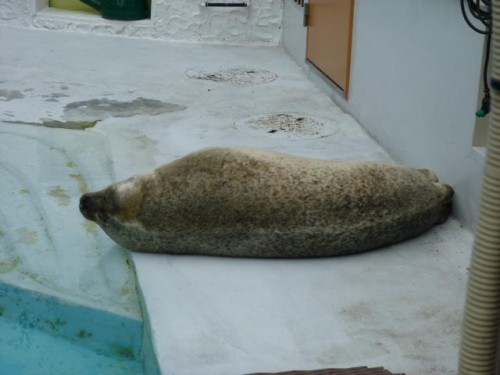 日曜のゴマフさん家